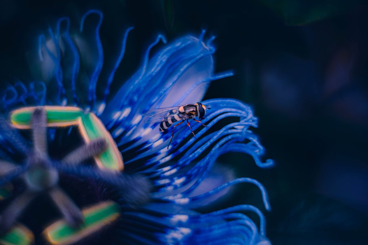 Close-up of syrphidae on blue passion flower