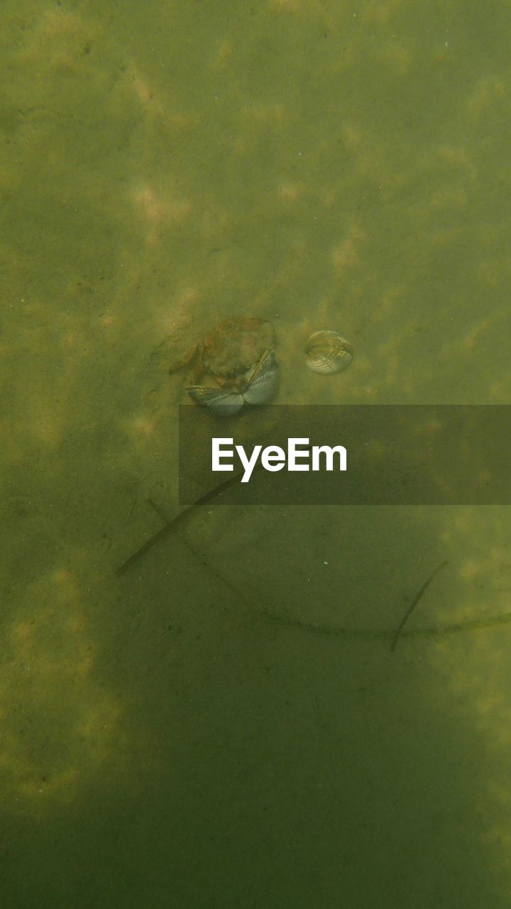 HIGH ANGLE VIEW OF CROCODILE IN LAKE