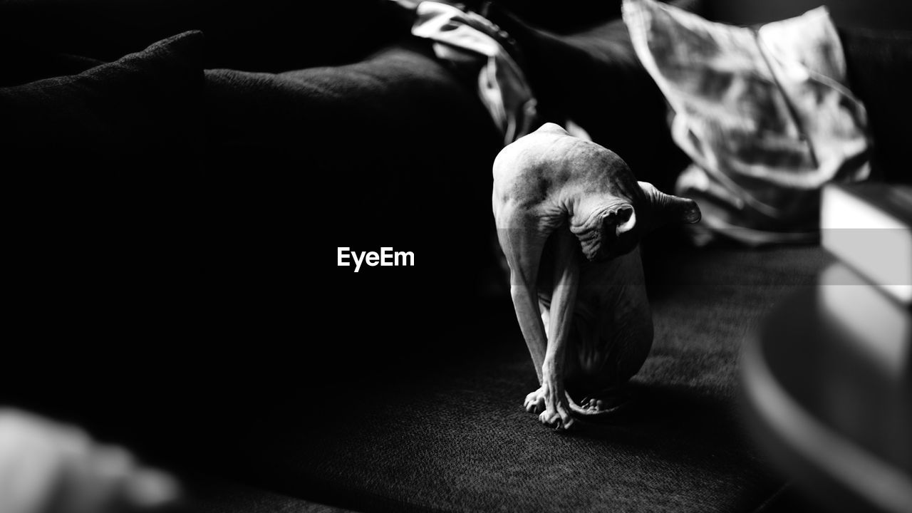 High angle view of sphynx hairless cat on floor