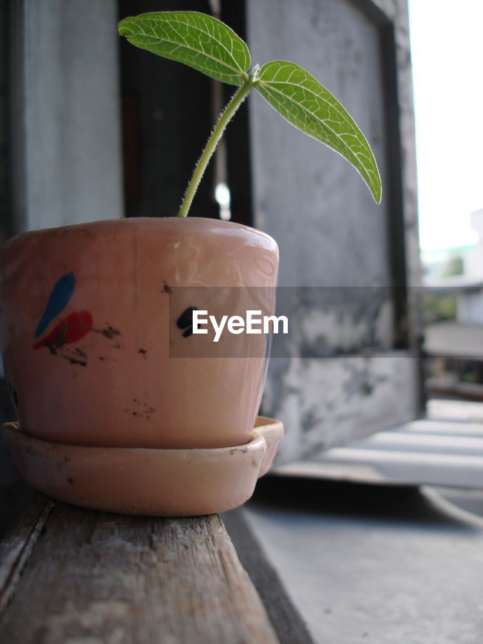 CLOSE-UP OF POTTED PLANT IN POT