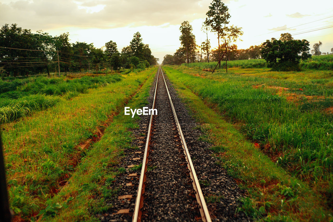 plant, track, railroad track, rail transportation, sky, field, nature, landscape, transportation, cloud, transport, land, tree, rural area, diminishing perspective, environment, no people, grass, vanishing point, growth, the way forward, green, rural scene, beauty in nature, scenics - nature, railway, tranquility, outdoors, leaf, soil, morning, tranquil scene, parallel, agriculture, travel, day, autumn, flower, non-urban scene, mode of transportation