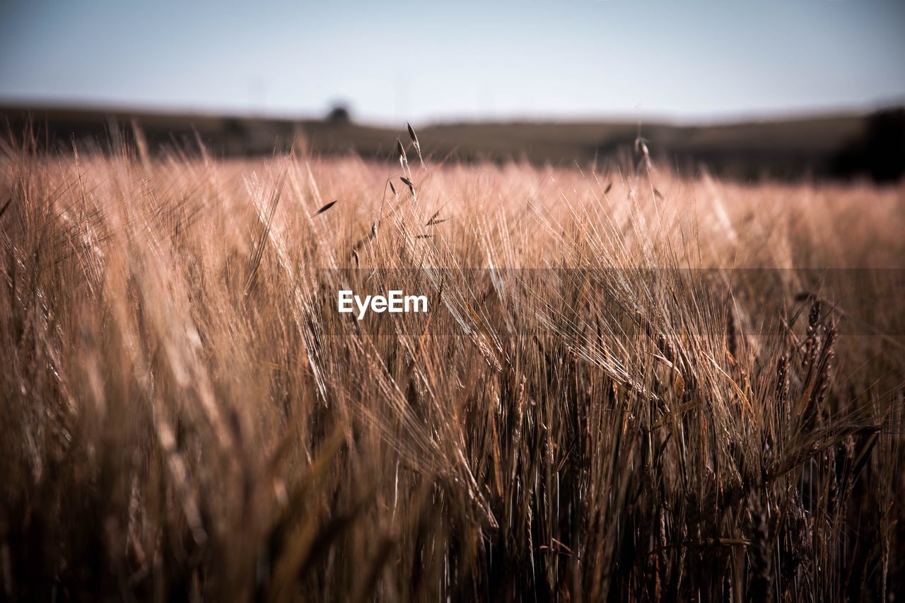 CLOSE-UP OF WHEAT FIELD