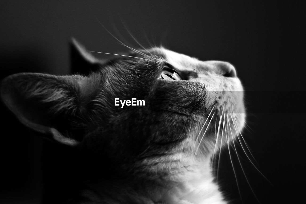 Close Up Side View Of Cat Looking Up Id 96999096