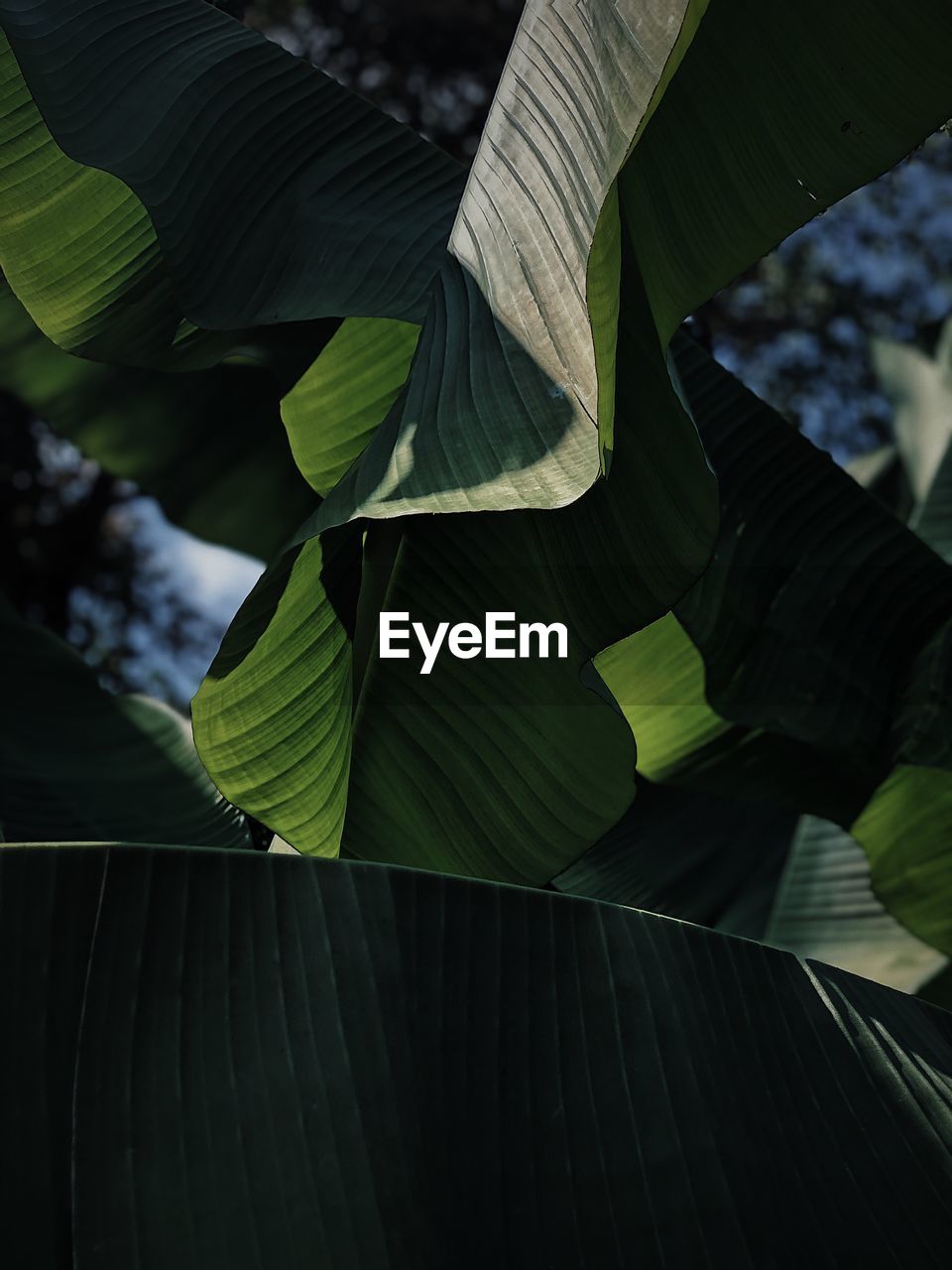 Low angle view of leaves on tree