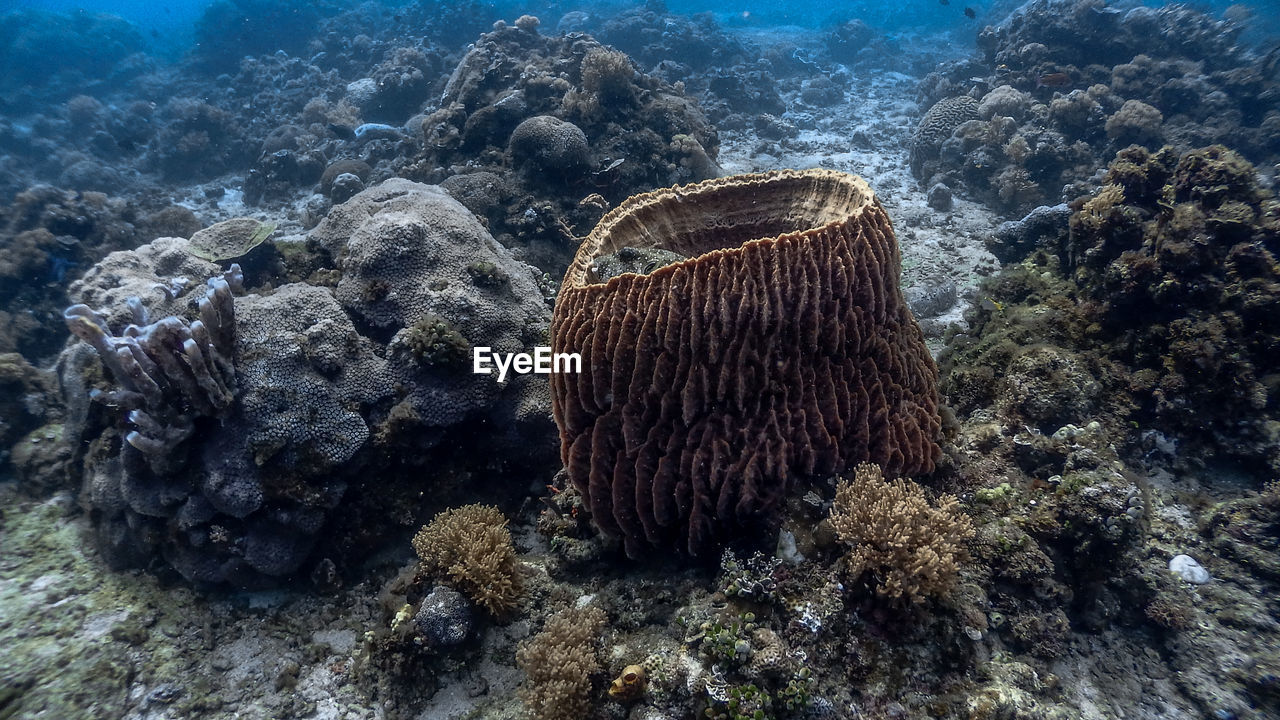 Barrel sponge coral and pufferfish at pagkilatan