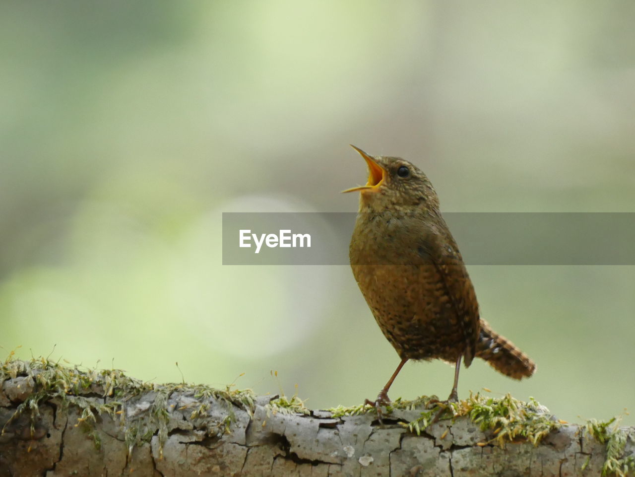 CLOSE-UP OF A BIRD