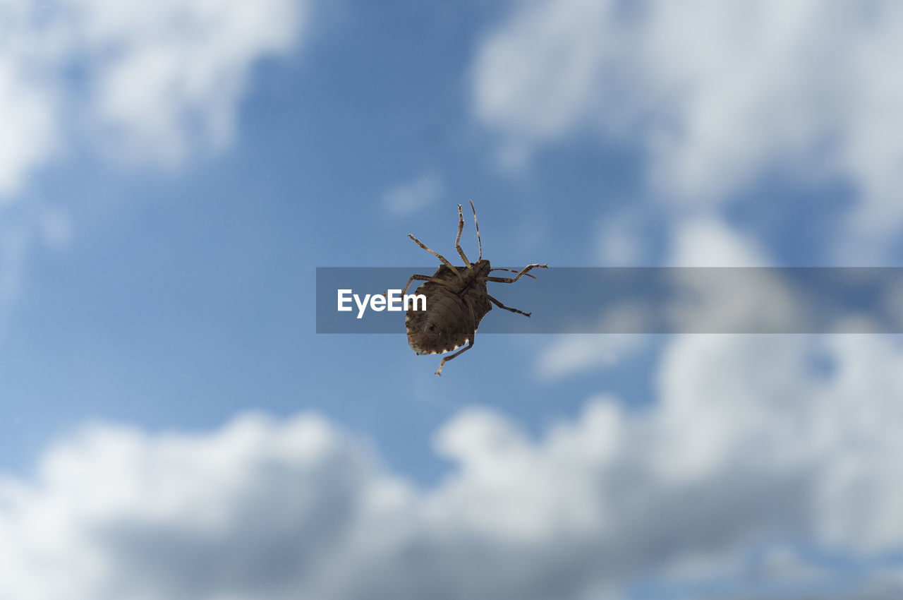 LOW ANGLE VIEW OF INSECT FLYING IN SKY