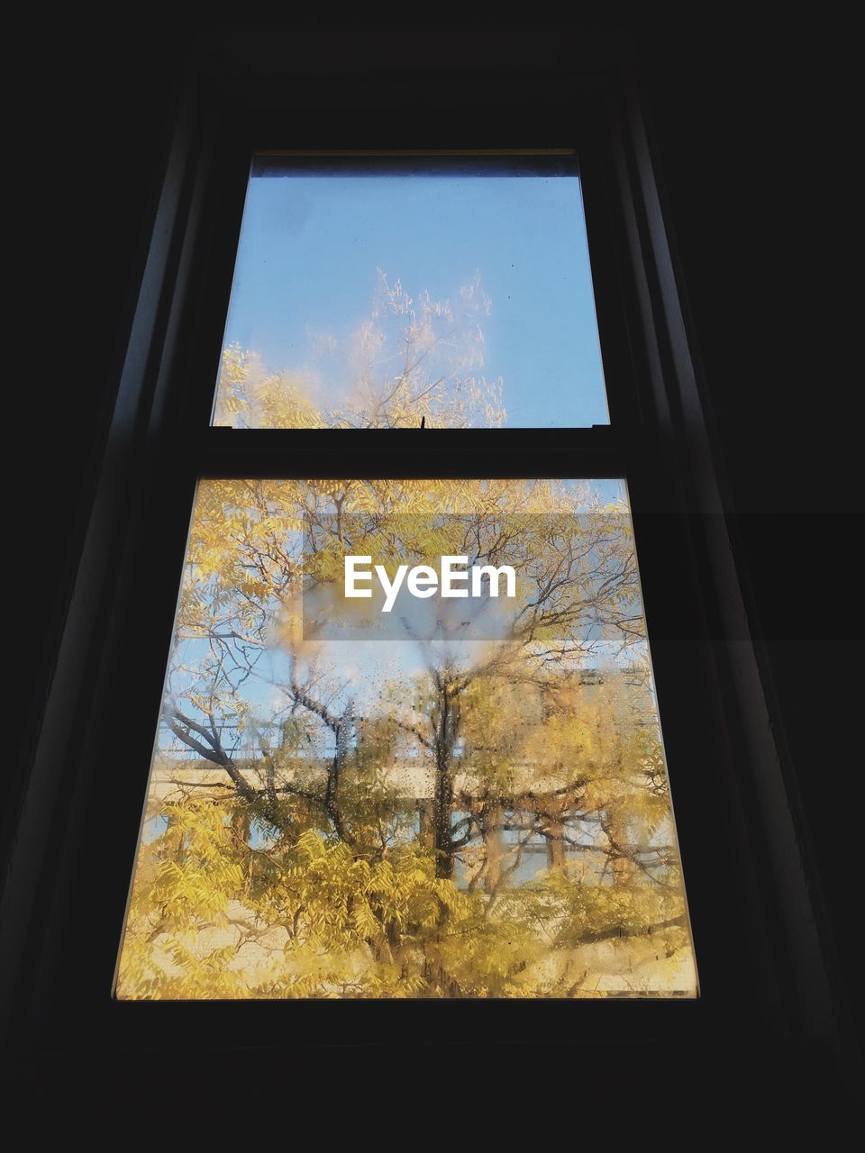Low angle view of autumn trees seen through window