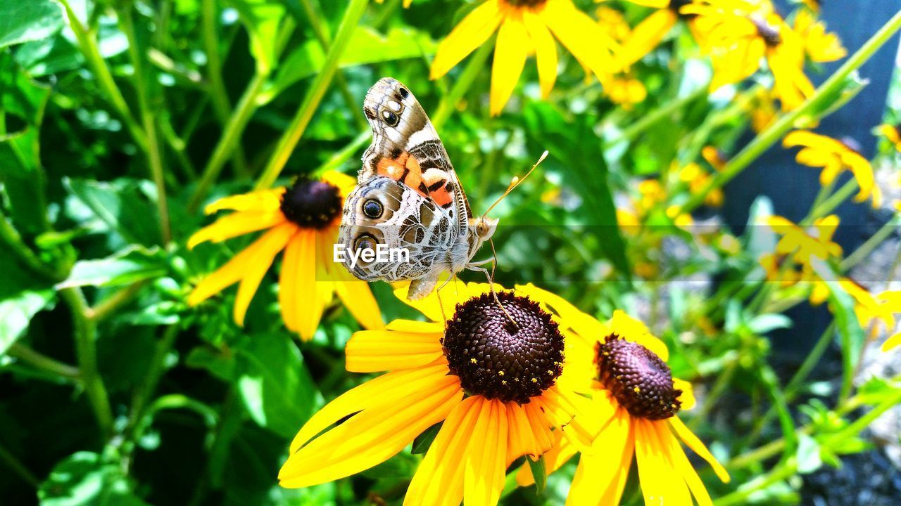 Close-up high angle view of butterfly on flower