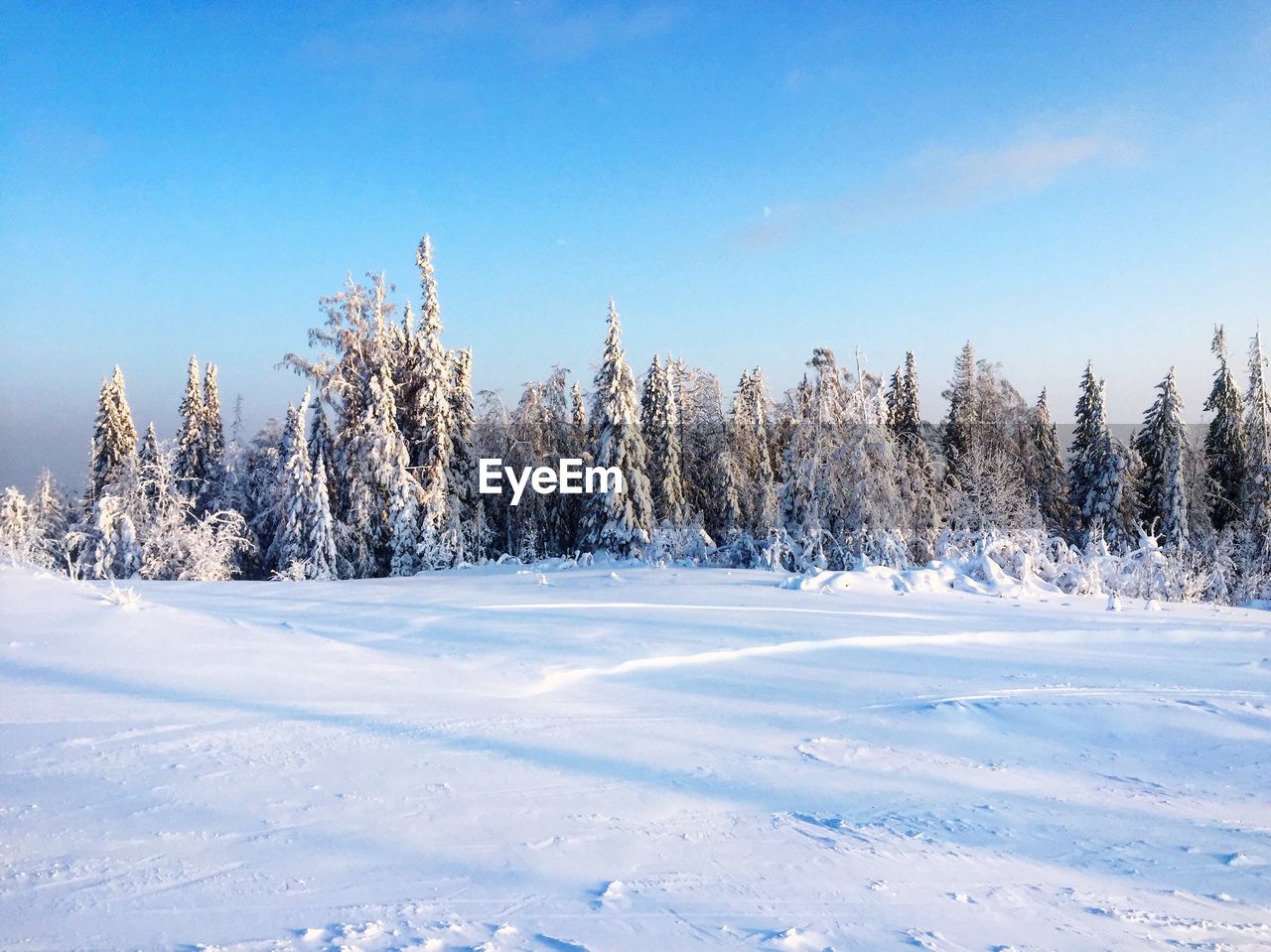 Trees on snow covered landscape against blue sky