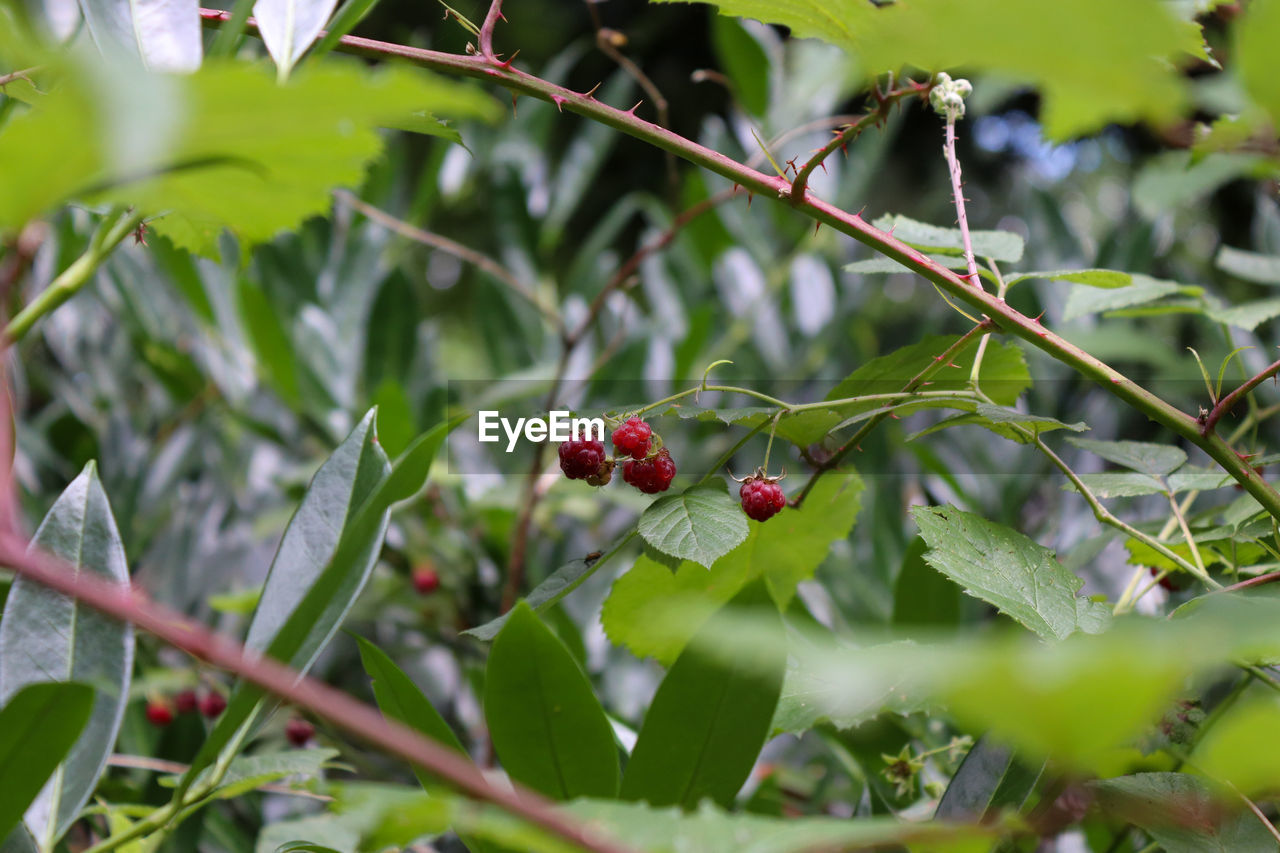 Close-up of red wild raspberries growing on tree