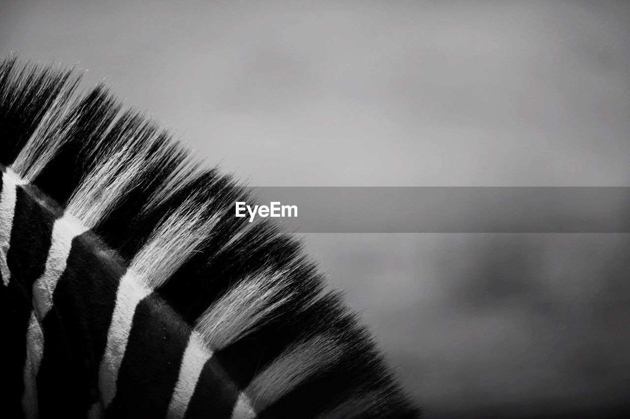 Close-up of zebra mane