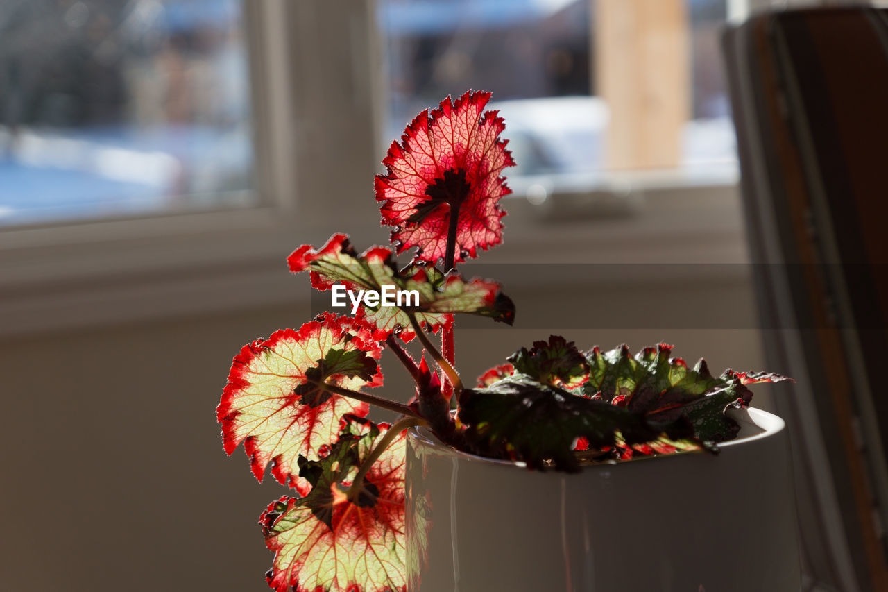 Rex begonia in sunlight