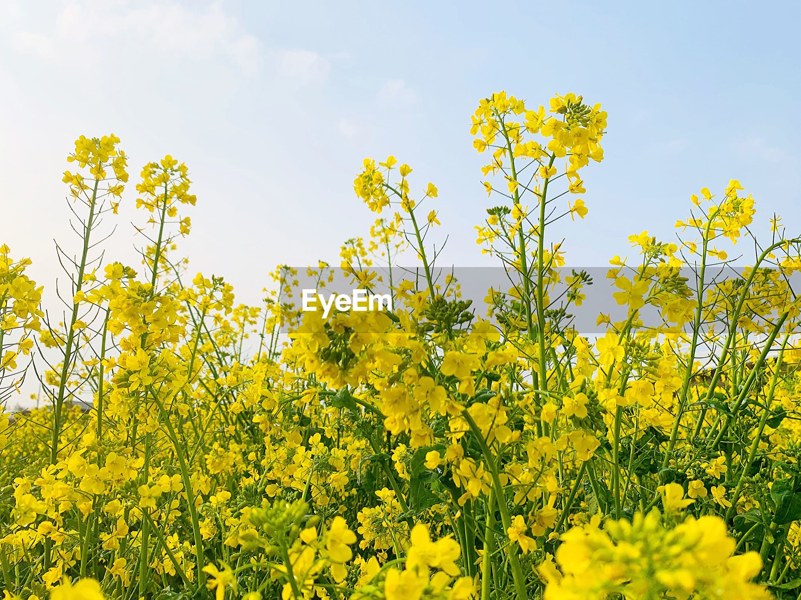 View of yellow flowering plants | ID: 139387107