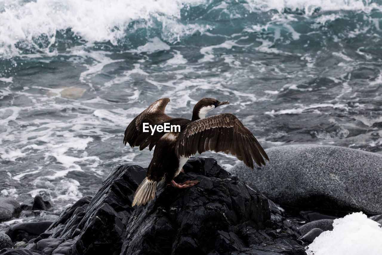 Antarctic blue eye shag perched on rocks