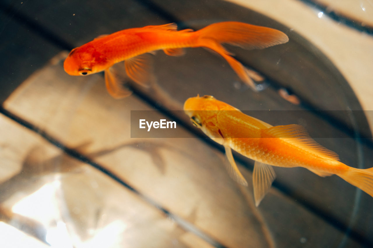 Close-up of fish swimming in bocal