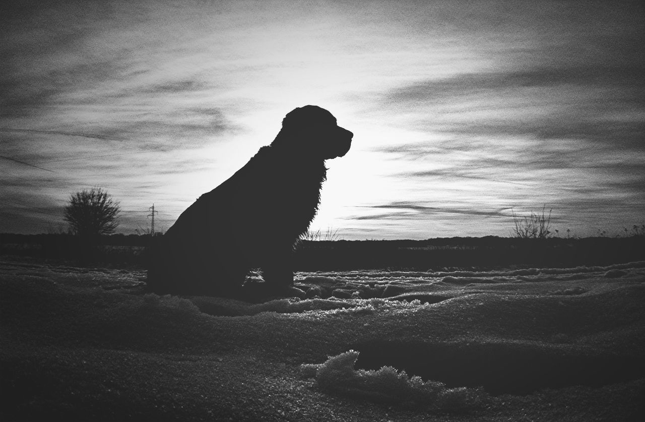 Silhouette dog sitting on snow against sky