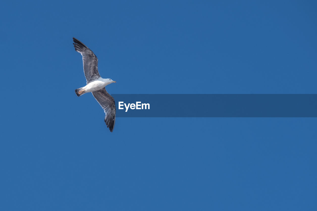 LOW ANGLE VIEW OF SEAGULL FLYING
