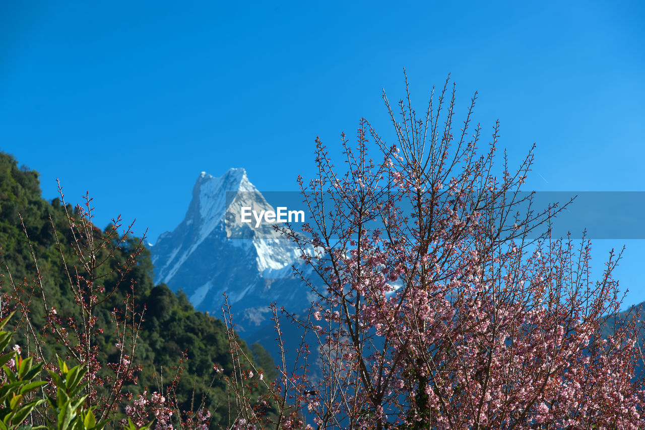 Scenic view of snow covered mountain against blue sky with blossom tree in november 