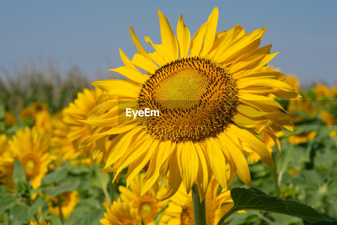 CLOSE-UP OF YELLOW SUNFLOWER ON PLANT