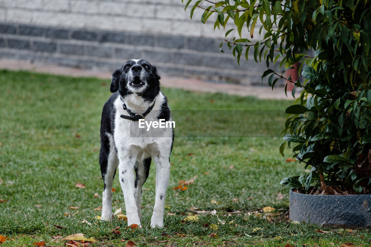 DOG LOOKING AWAY ON GRASS