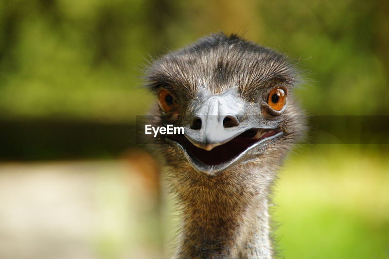 Close-up of funny ostrich | ID: 100145446