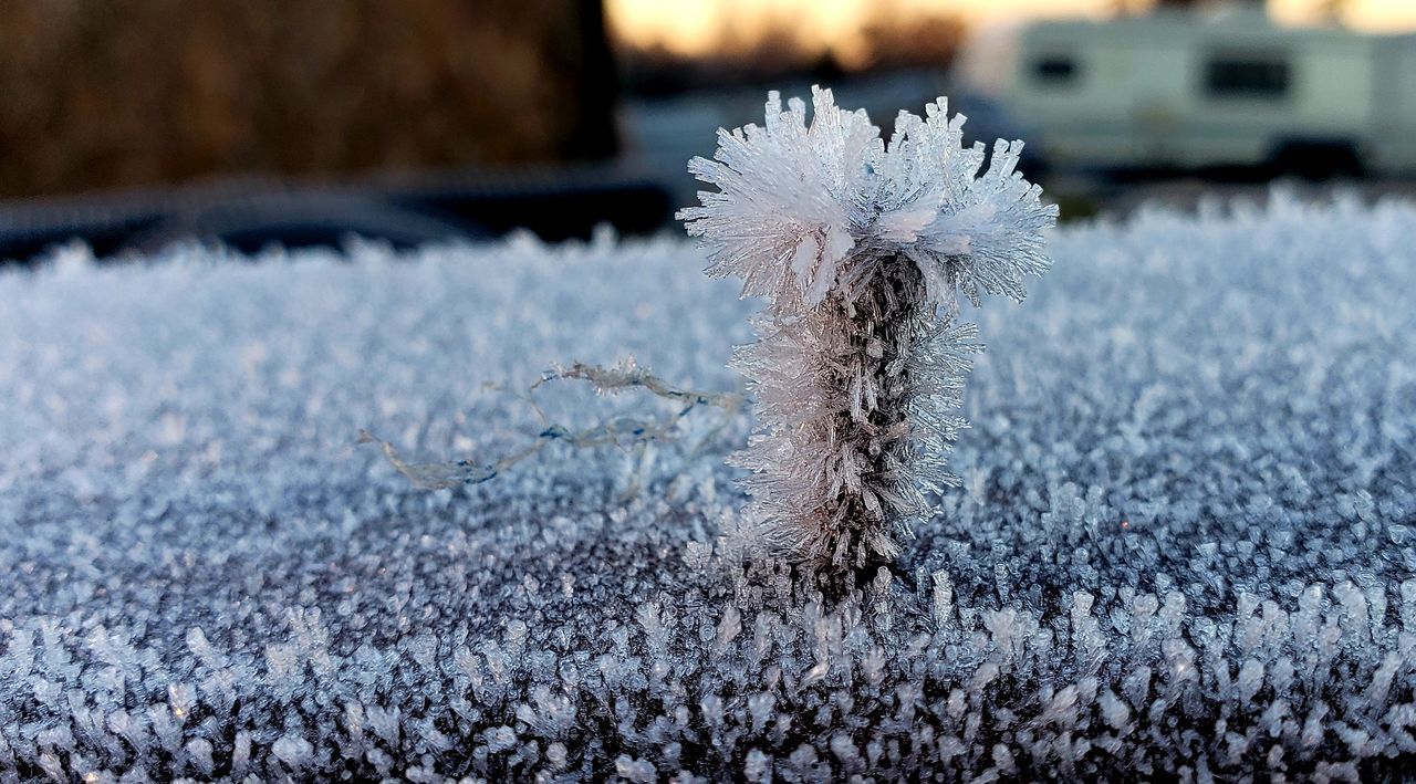 Closeup of frozen plants ID 133650723