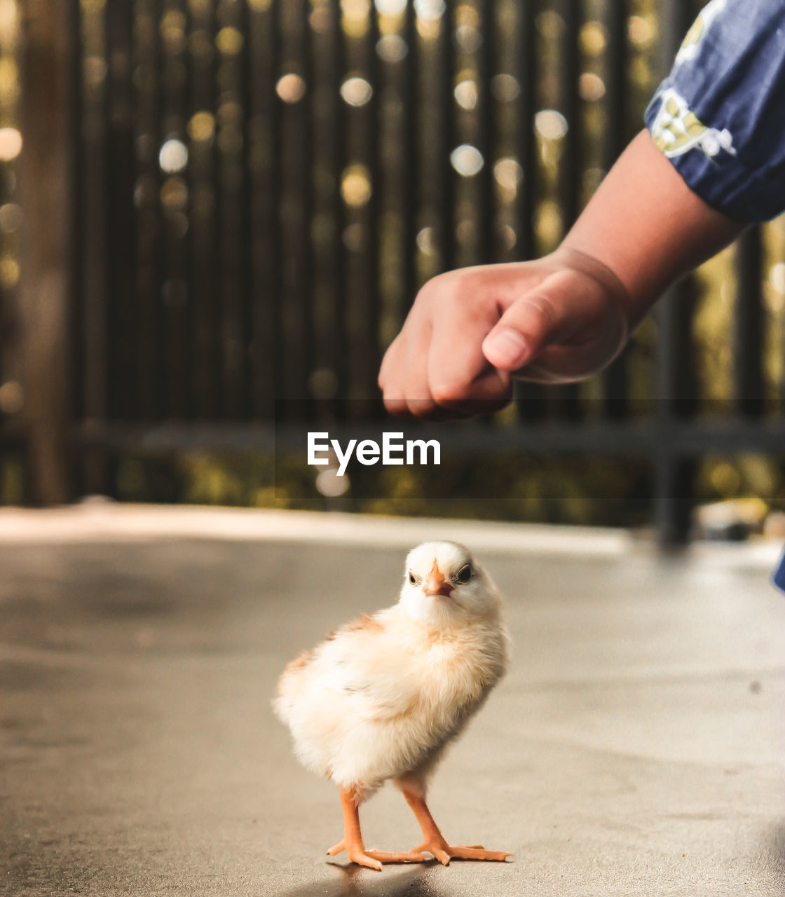 Full length of hand holding bird against blurred background