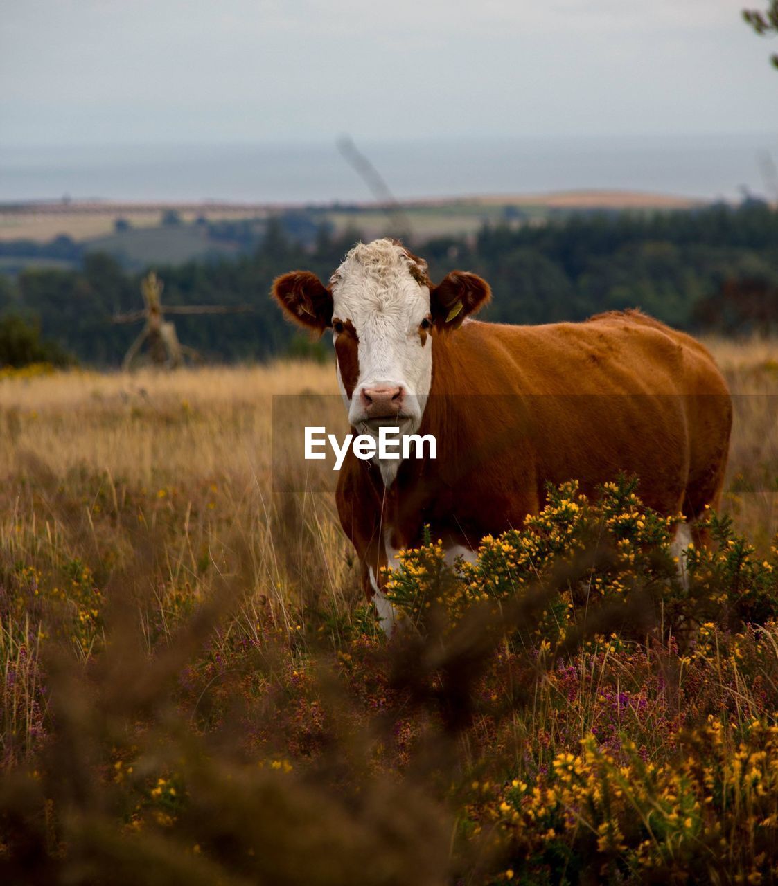 Cow standing in a field