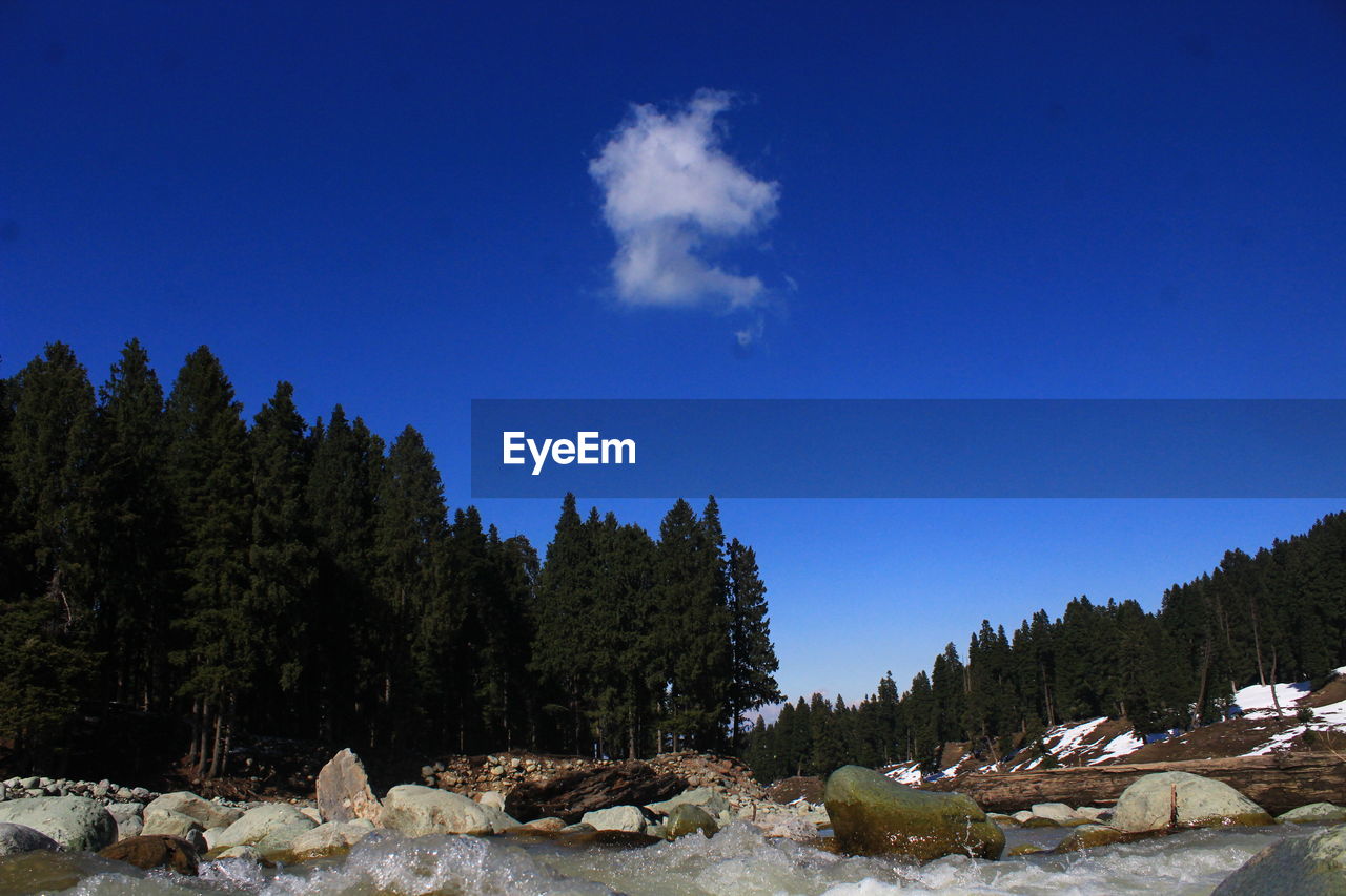 PANORAMIC VIEW OF TREES AND PLANTS AGAINST SKY