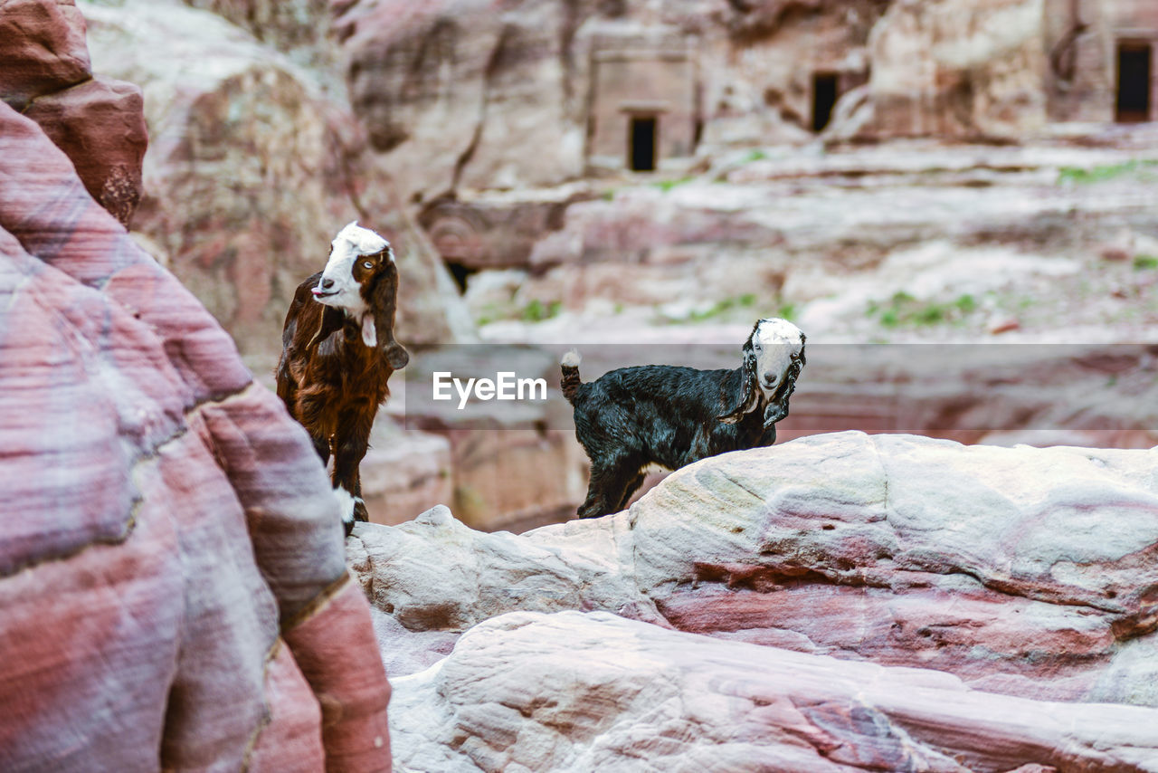 View of two goats on rocks
