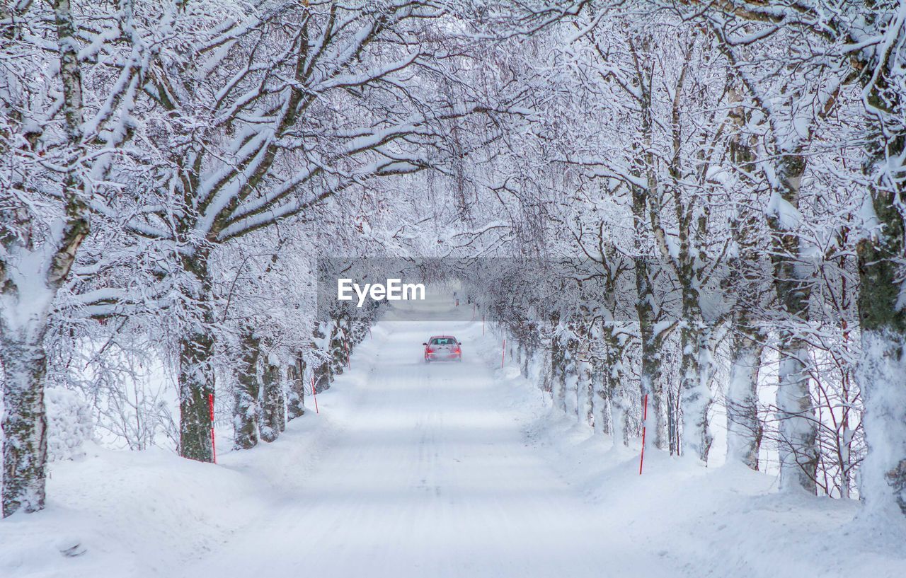 SNOW COVERED TREES BY ROAD DURING WINTER