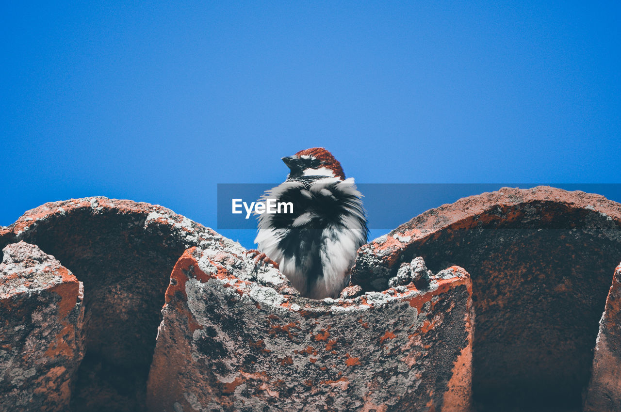 Low angle view of bird perching on roofs tile