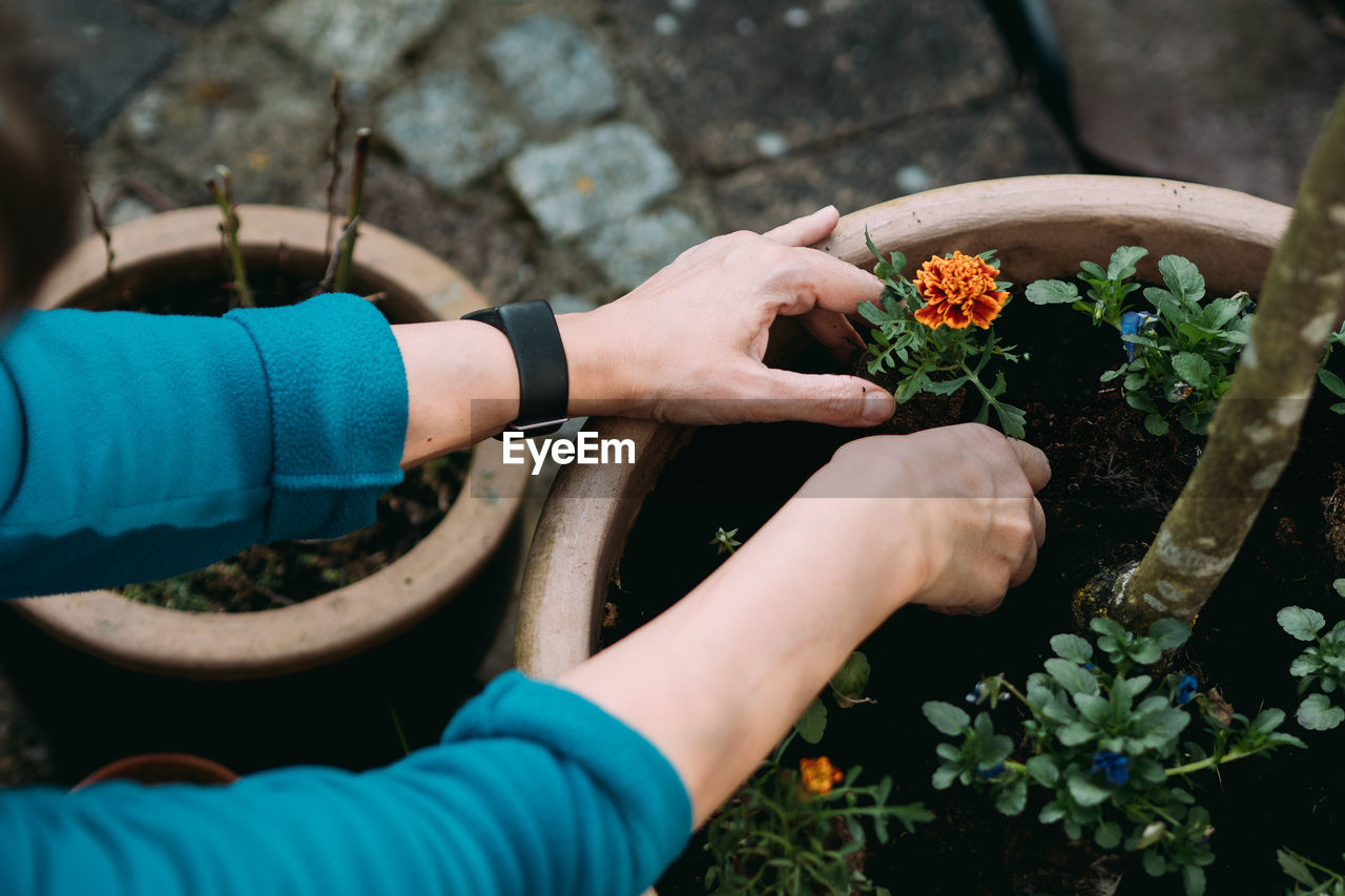 Cropped hands planting plants in pot