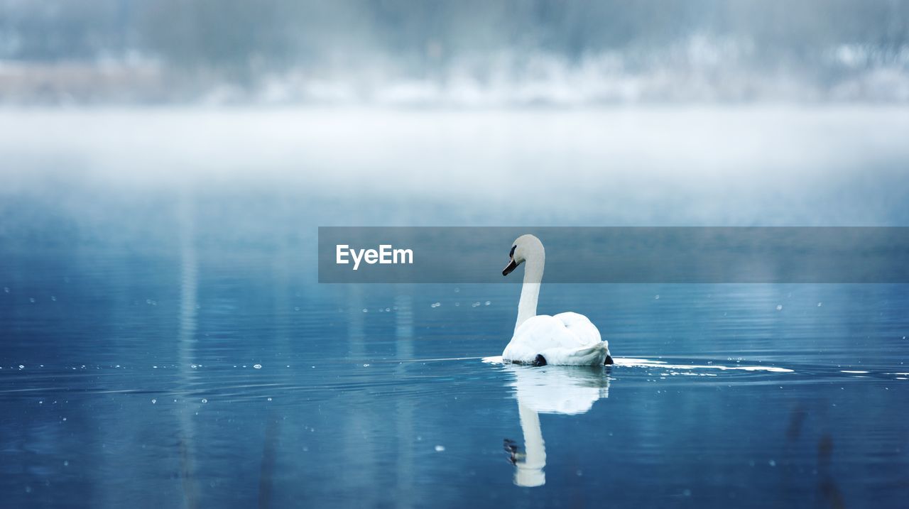 Swan swimming in lake