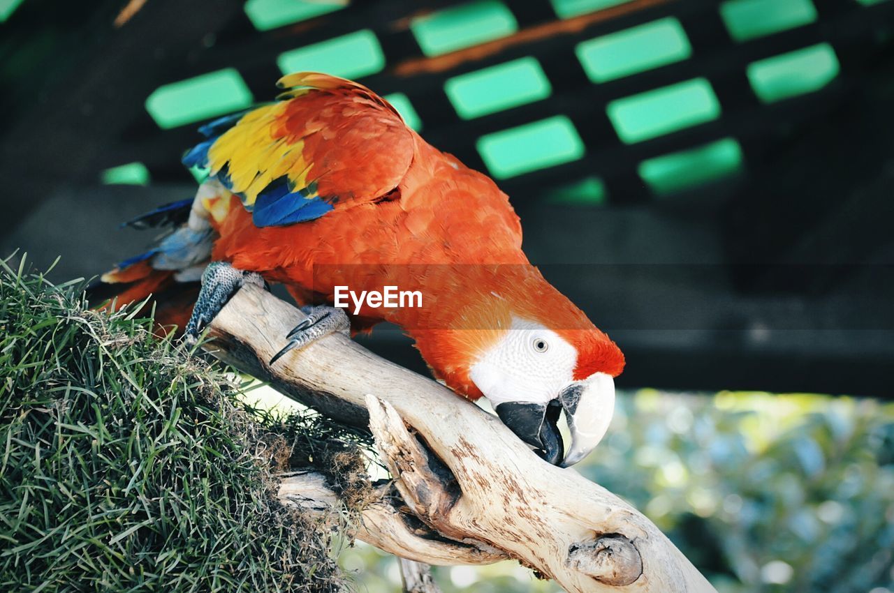 Close-up of scarlet macaw perching on branch