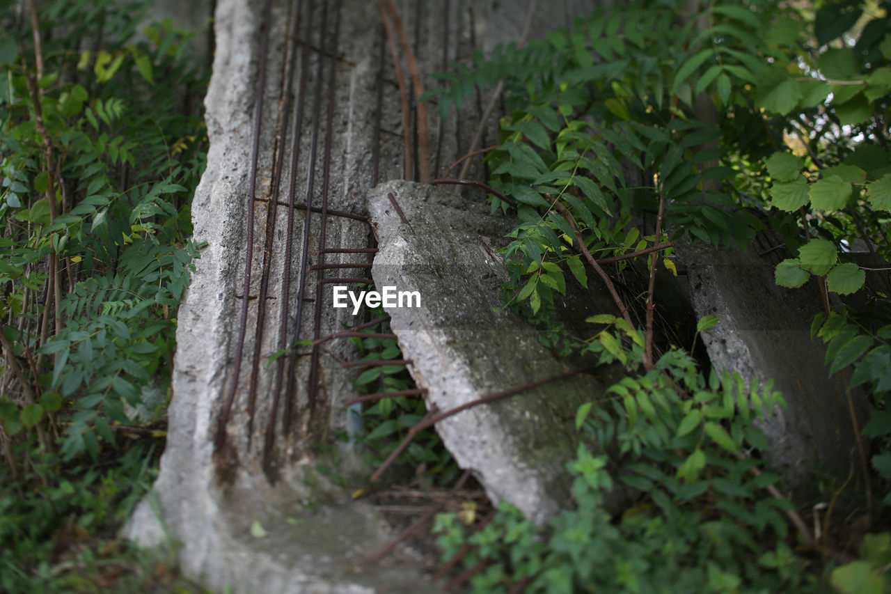 CLOSE-UP OF A TREE TRUNK