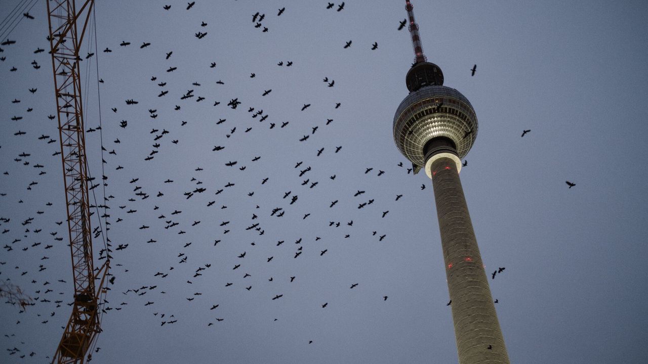 LOW ANGLE VIEW OF BIRDS FLYING IN CITY