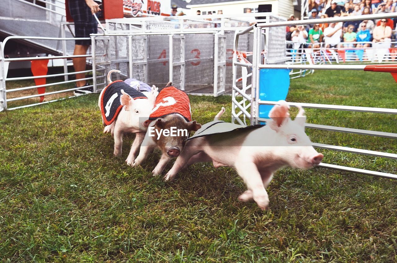 Close-up of pig race