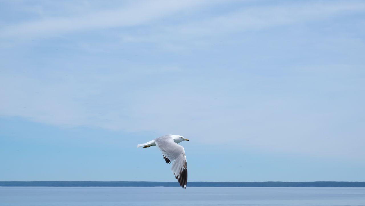 Seagull Sea Water Nature Flying Sky Animal Bird On Eyeem