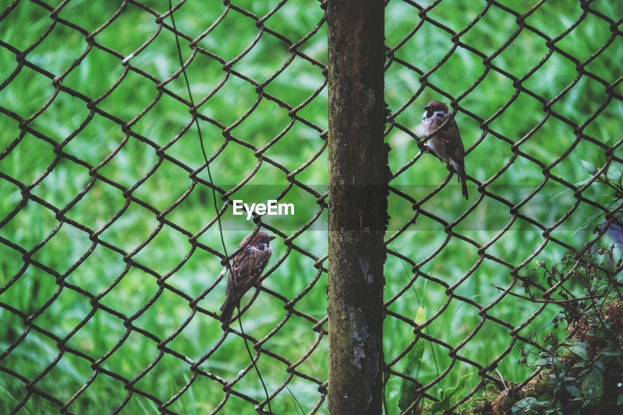 VIEW OF BIRD PERCHING ON FENCE