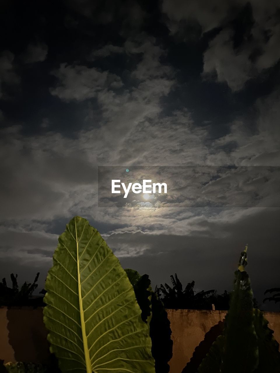 sunlight, nature, light, darkness, sky, tree, cloud, plant, beauty in nature, leaf, reflection, plant part, no people, outdoors, tranquility, tropical climate, scenics - nature, environment, growth, moonlight, land, palm tree, water