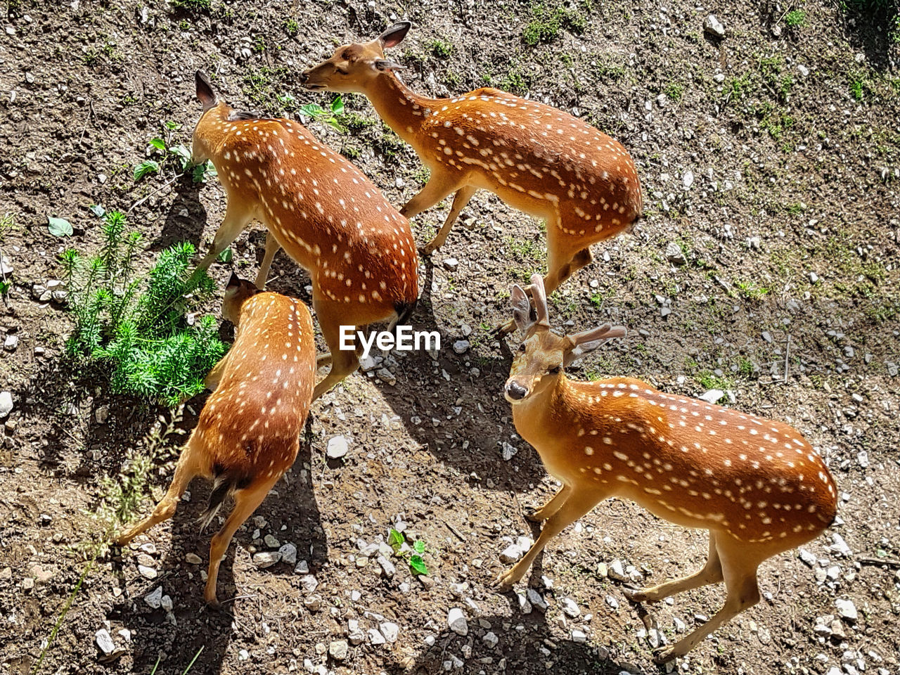 High angle view of deer on field