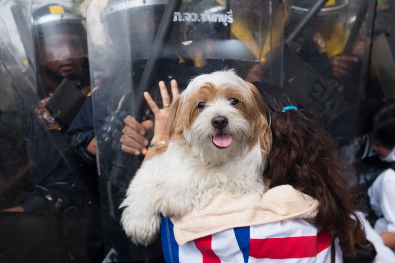 CLOSE-UP OF DOG WITH MAN IN MOUTH