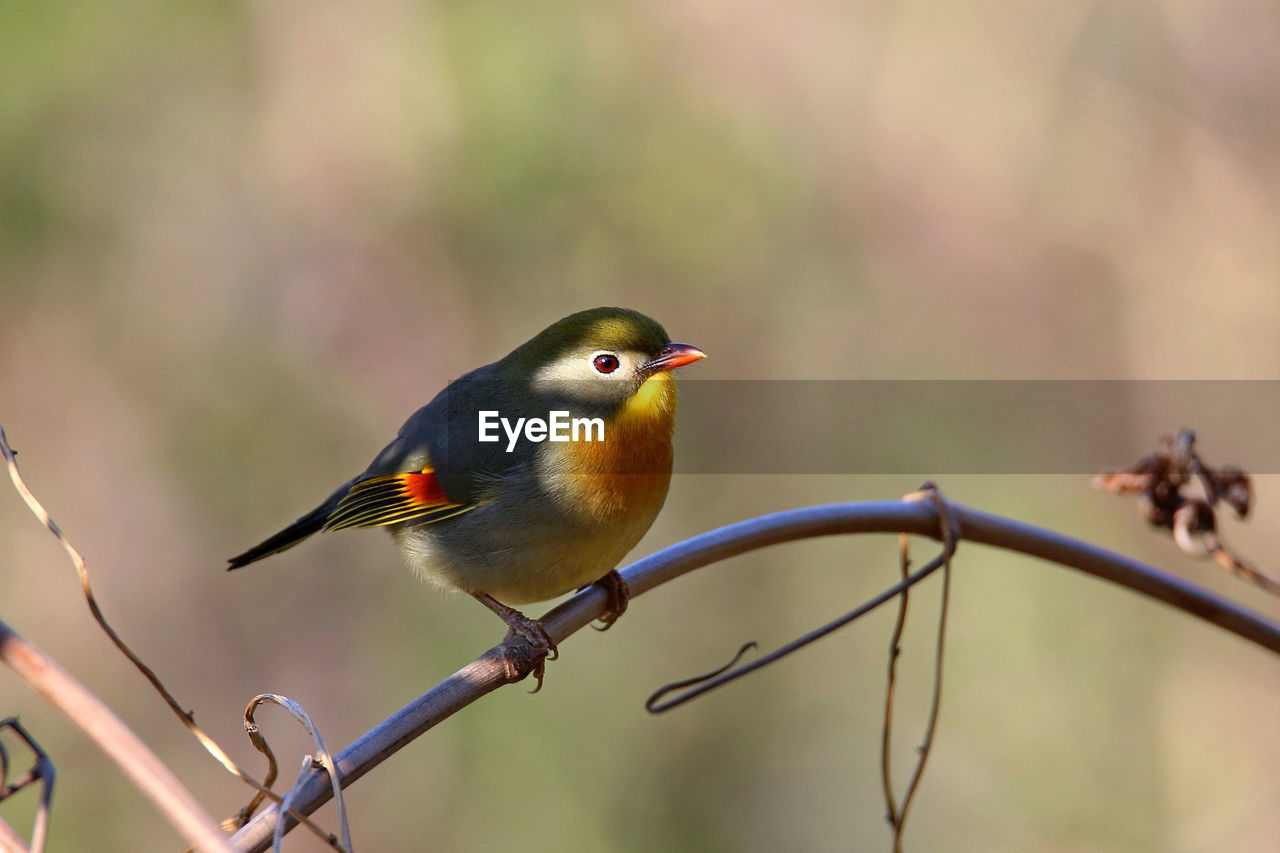 close-up of bird perching on twig