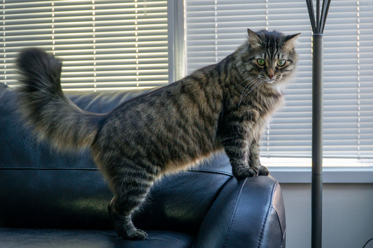 Cat Standing Side View - Find the perfect manx cat standing stock photo