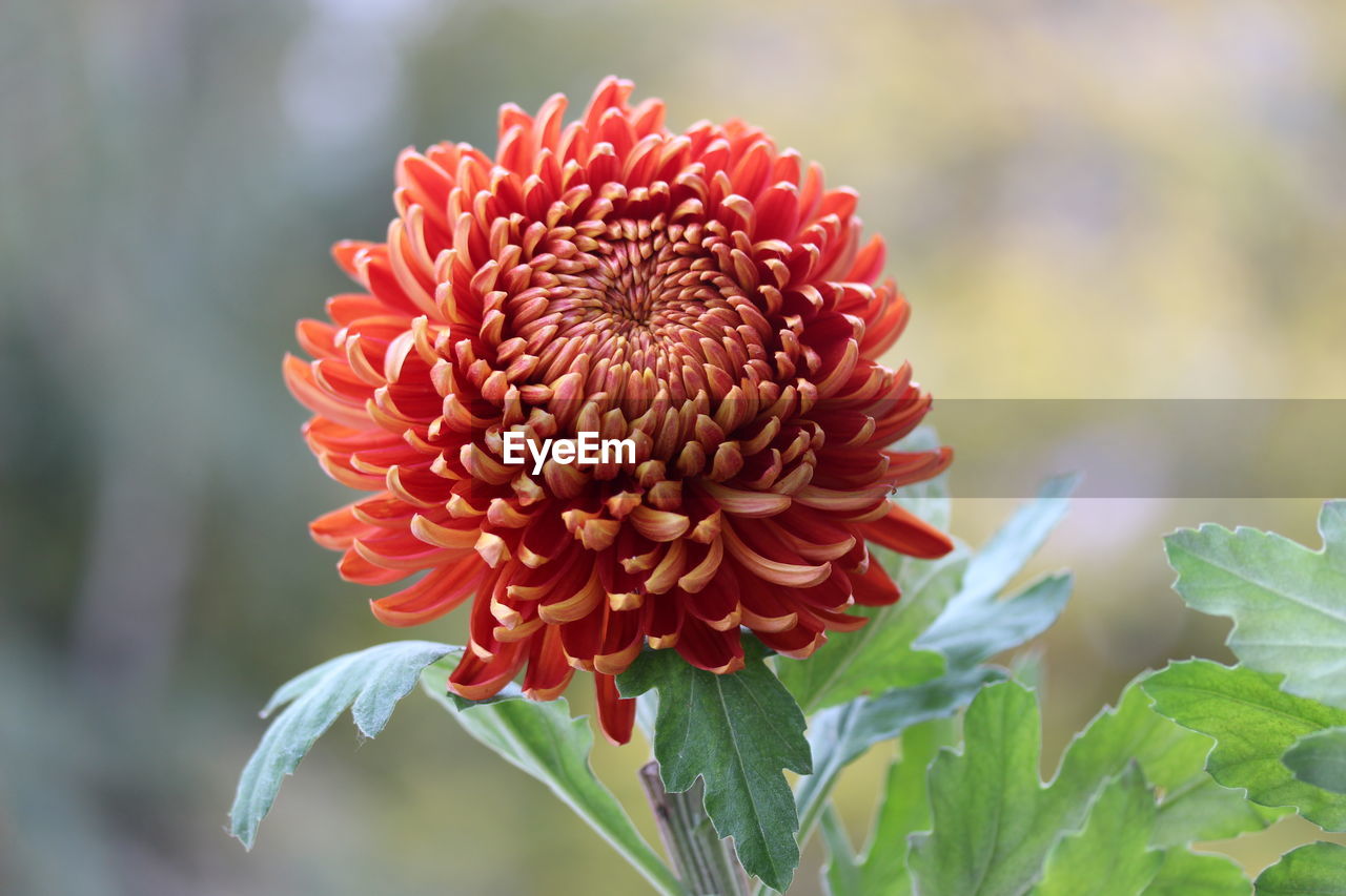 Close-up of red  chrysanthemum flower