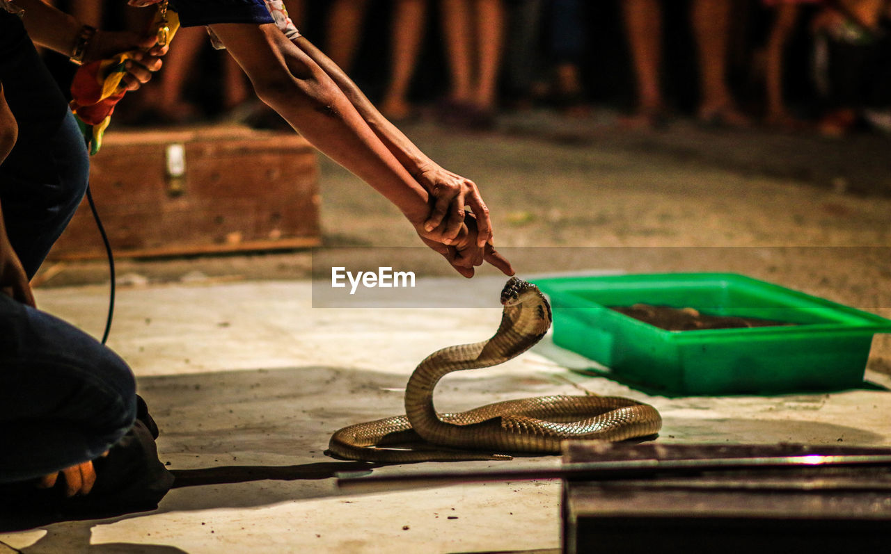 Cropped image of hands touching cobra on street