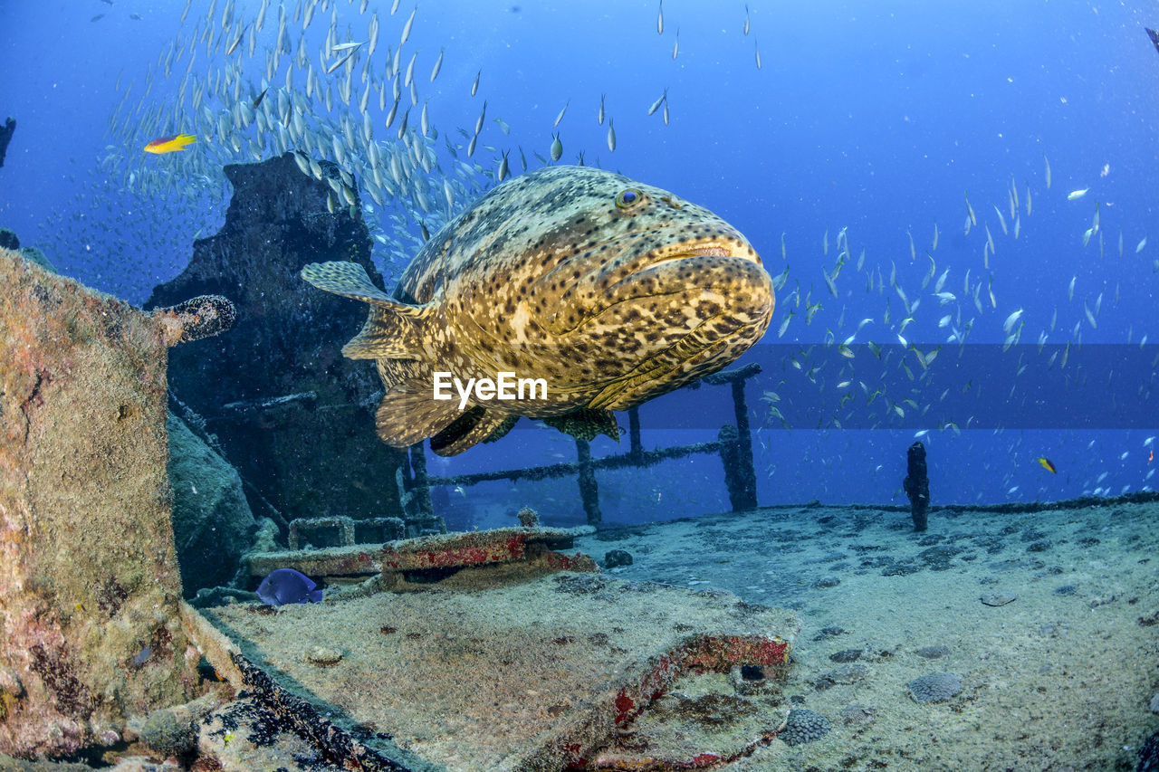 VIEW OF FISH SWIMMING UNDERWATER