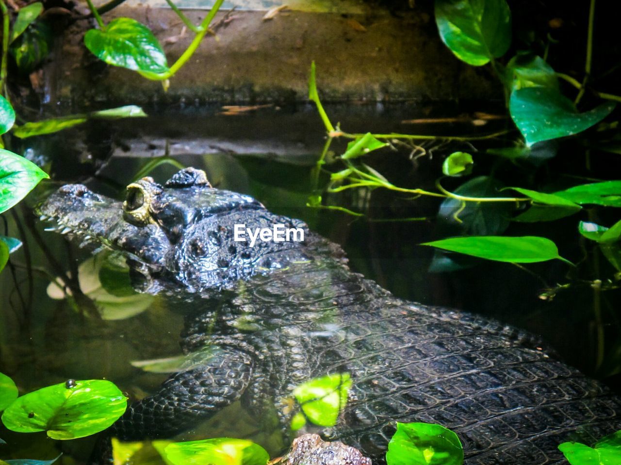 Close-up of duck swimming in water